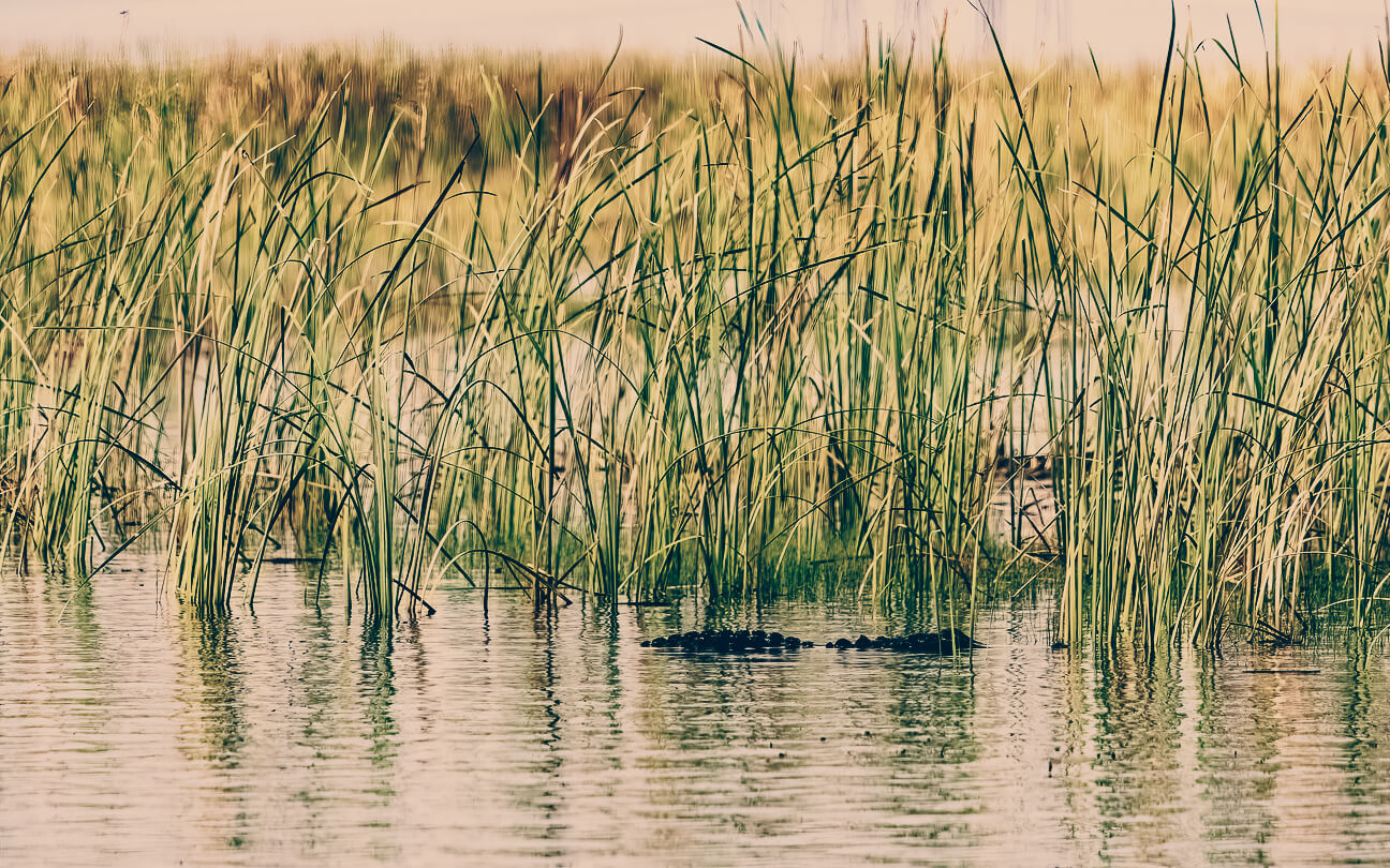 Trophy alligator harvested with Everglades Adventures