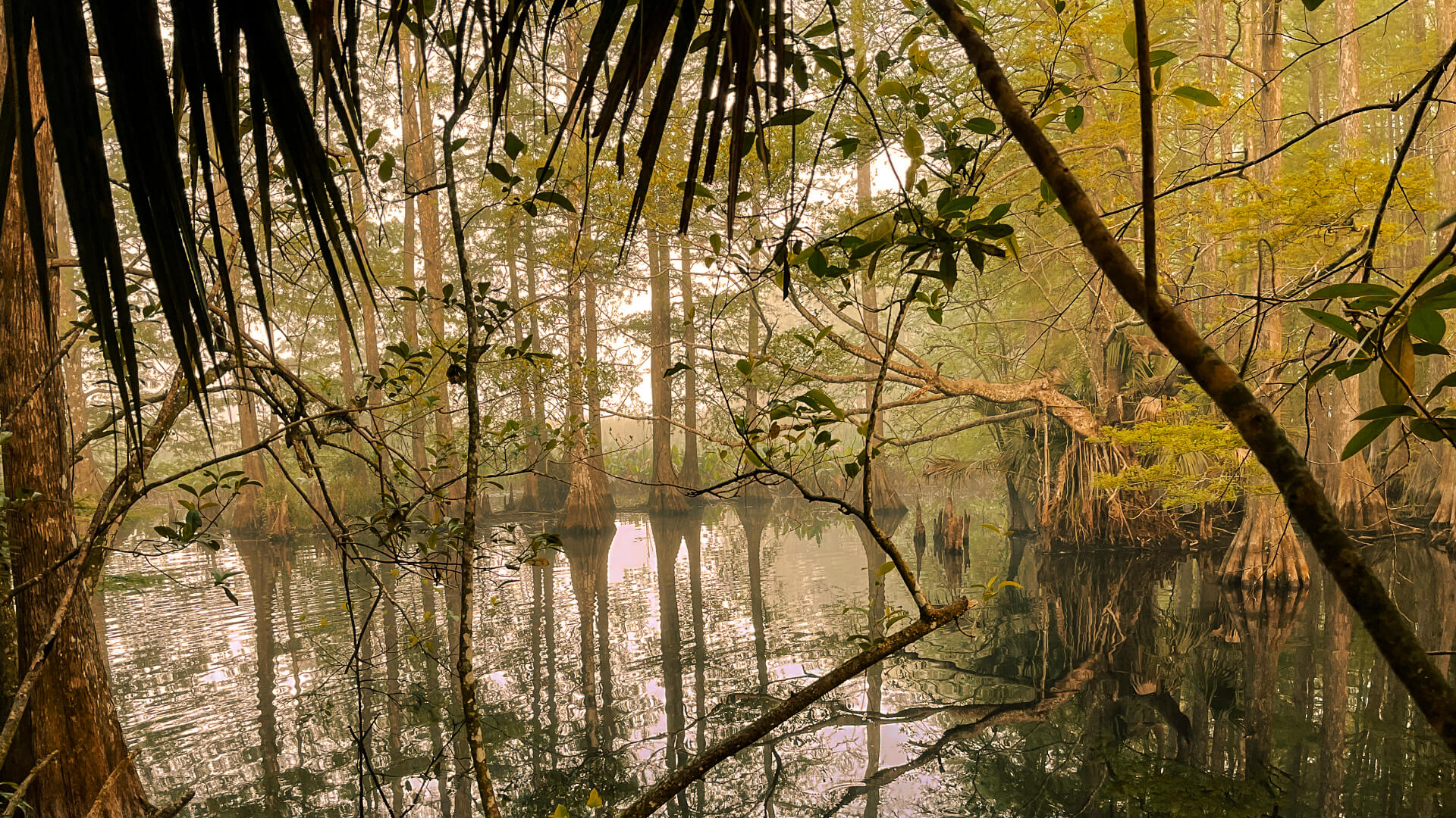 Private land alligator trophy hunt in South Florida