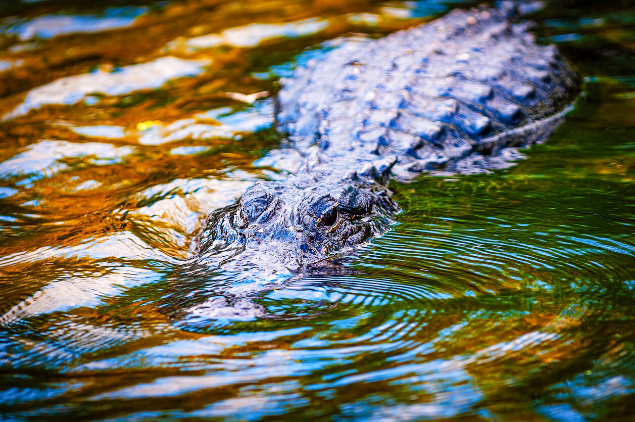 Alligator hunting in the Everglades