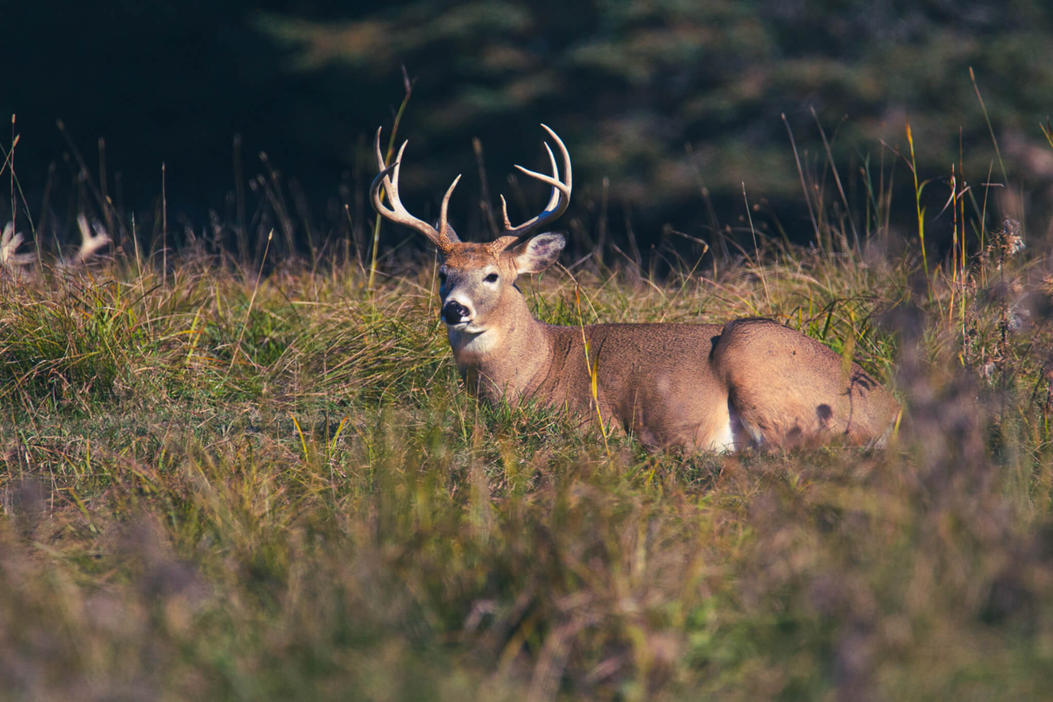 Seminole whitetail deer hunt with Everglades Adventures