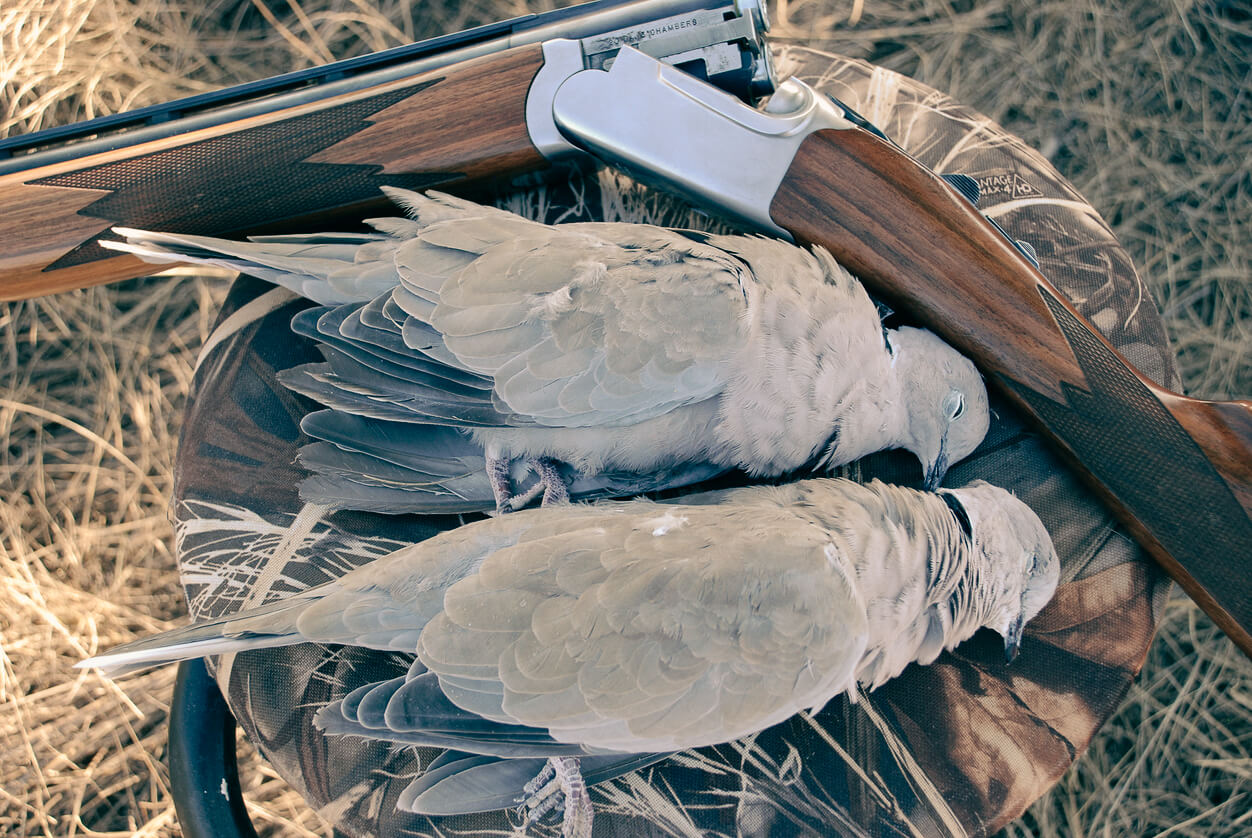 Dove hunt with Everglades Adventures in South Florida
