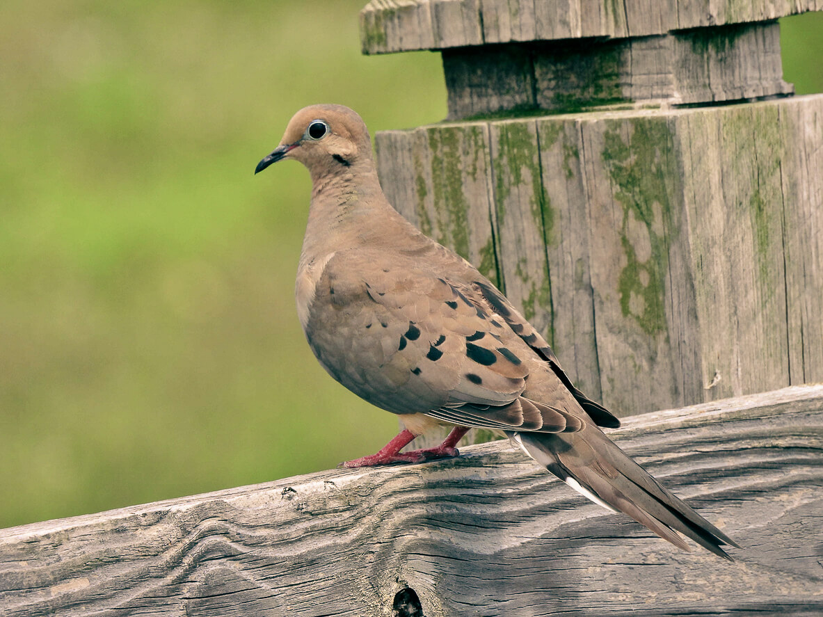 Mourning dove hunt in South Florida