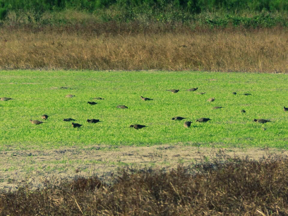 Dove hunt in South Florida with Everglades Adventures