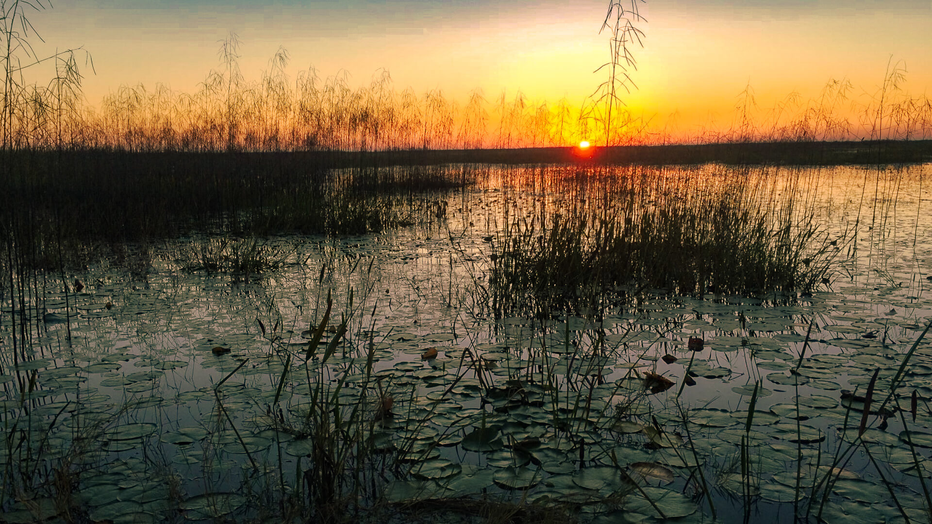 Guided duck hunt in South Florida with Everglades Adventures