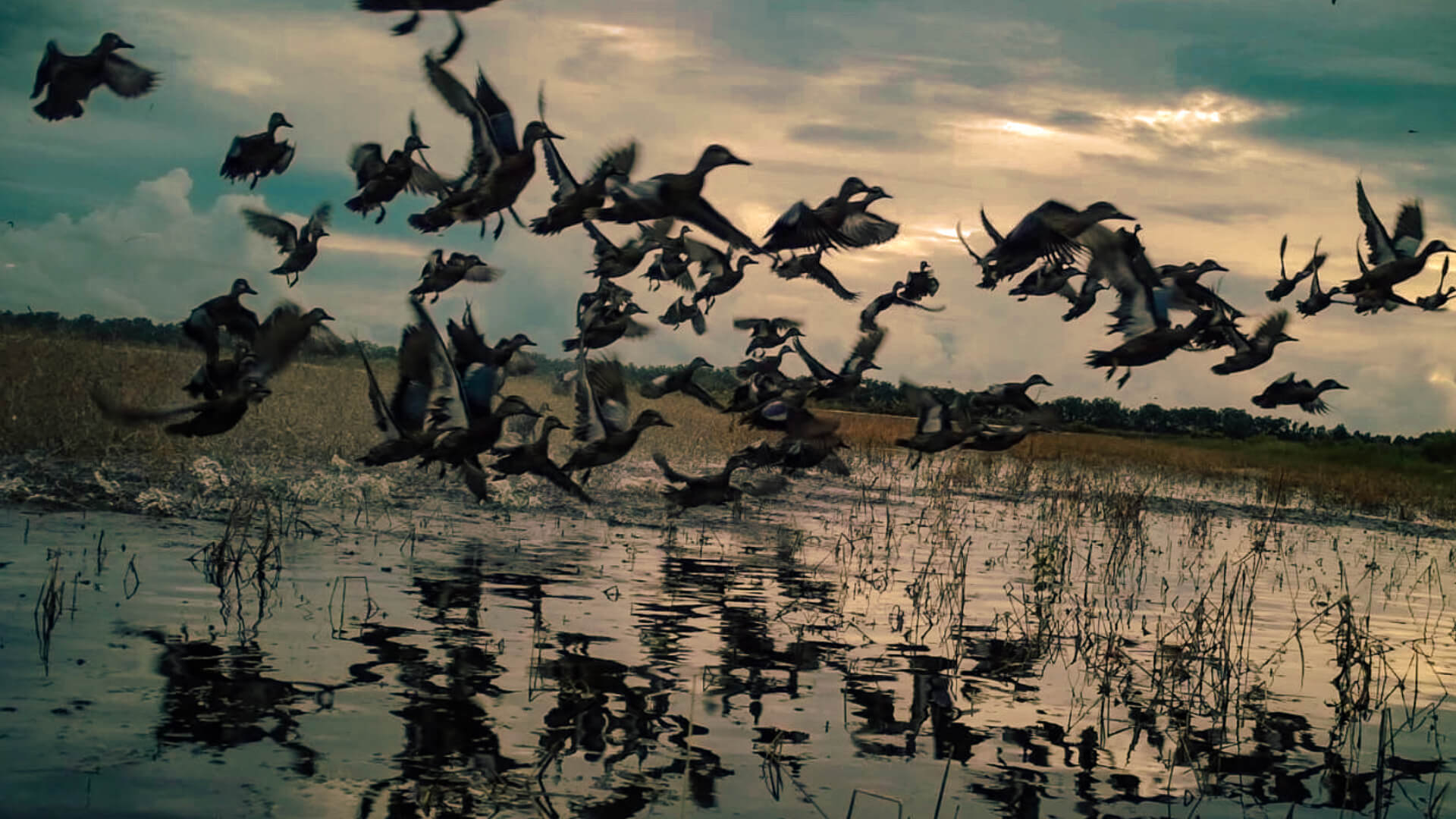 Duck hunting in the South Florida wetlands