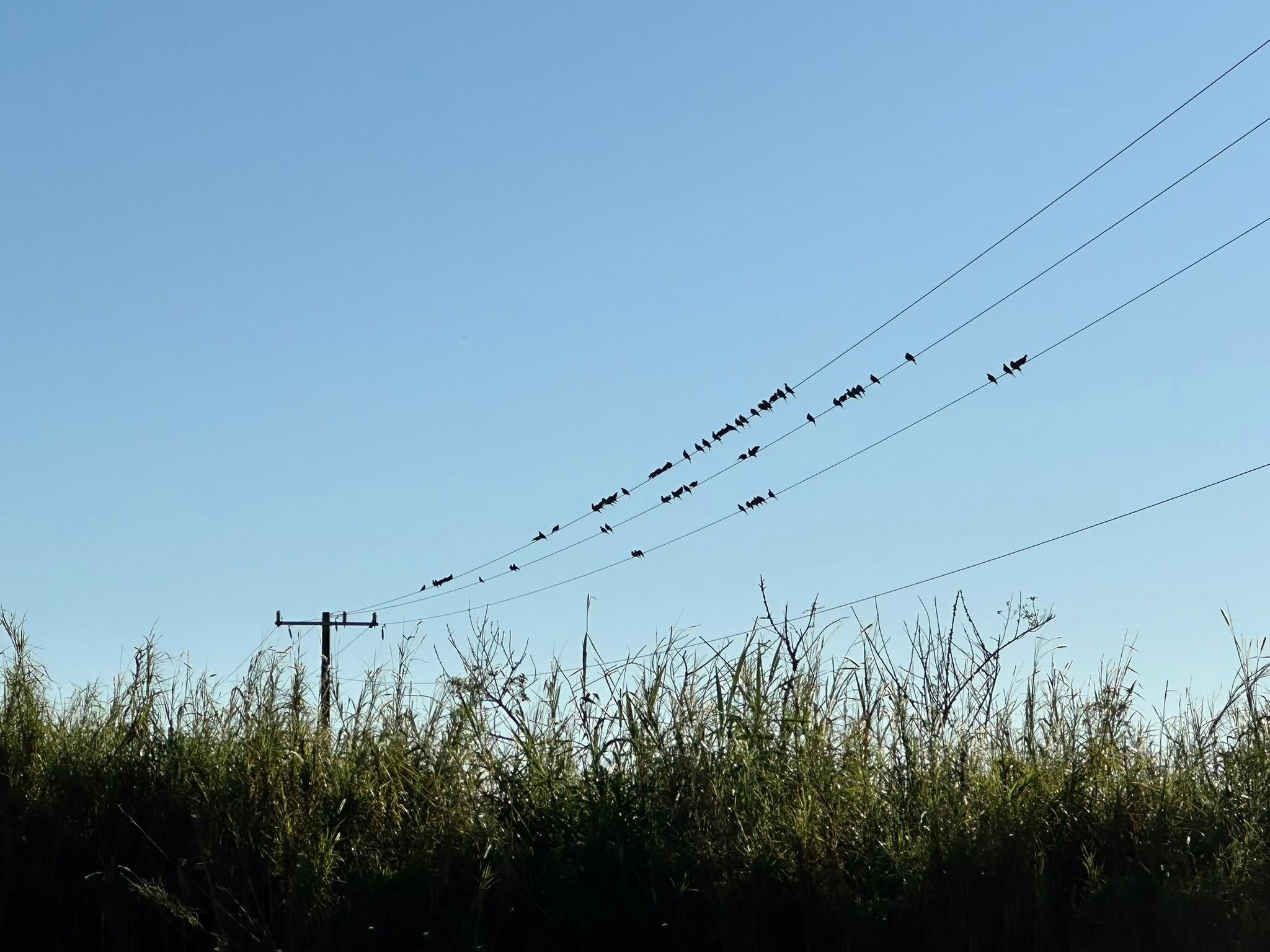 Duck hunt with Everglades Adventures
