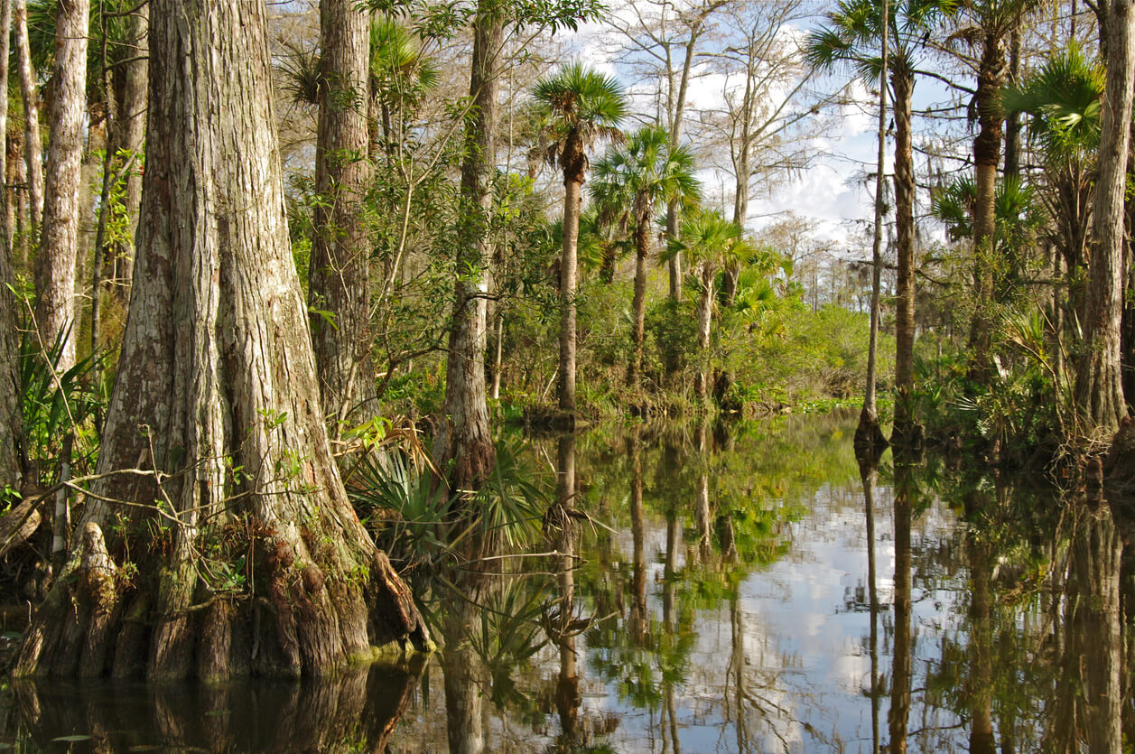 Guided alligator hunt in South Florida