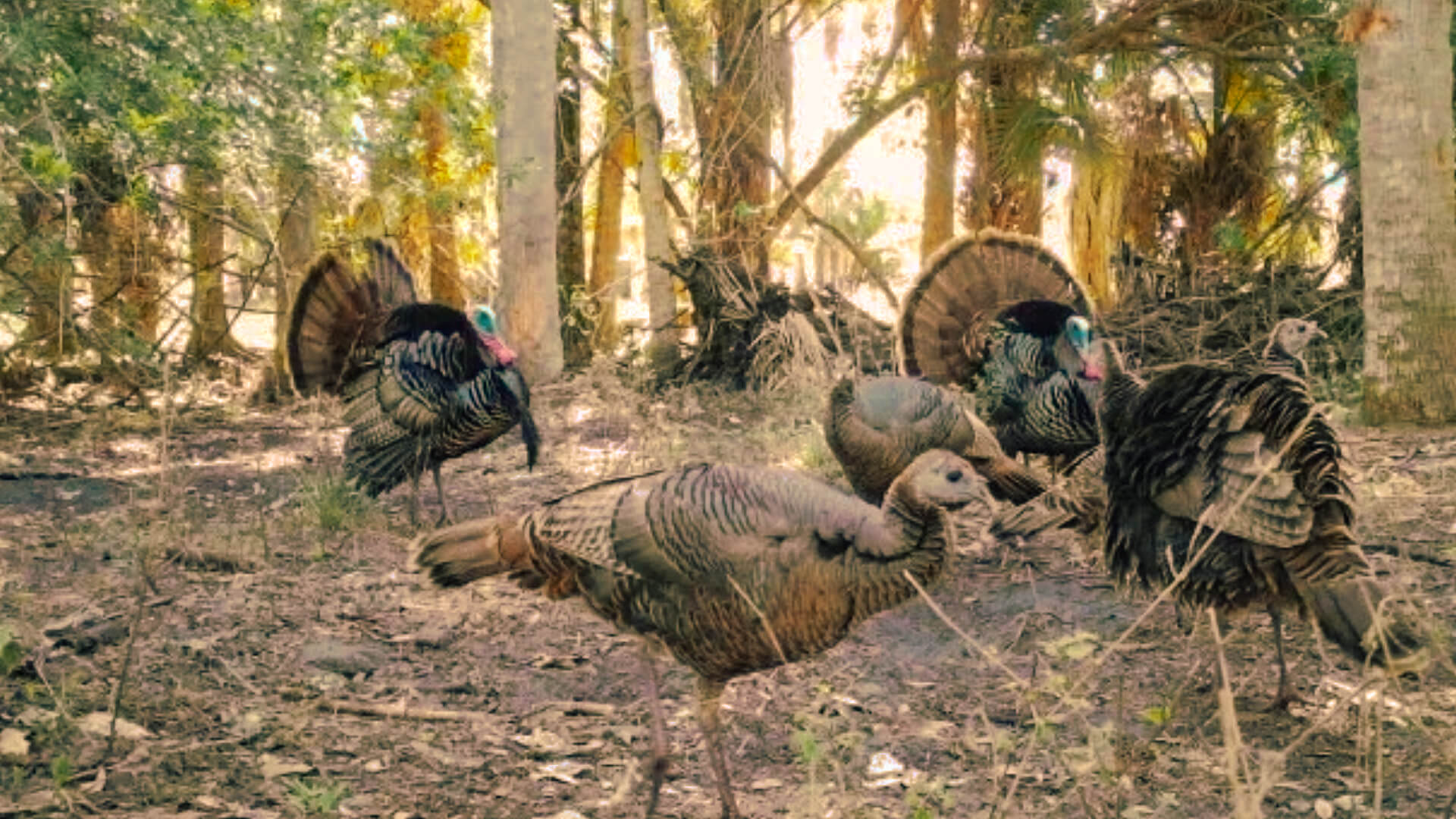 Osceola turkey hunter with guide in South Florida