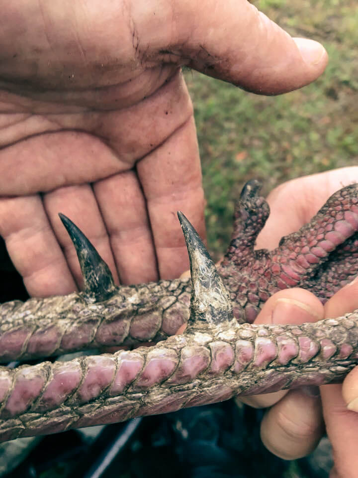Osceola turkey spurs from a South Florida hunt