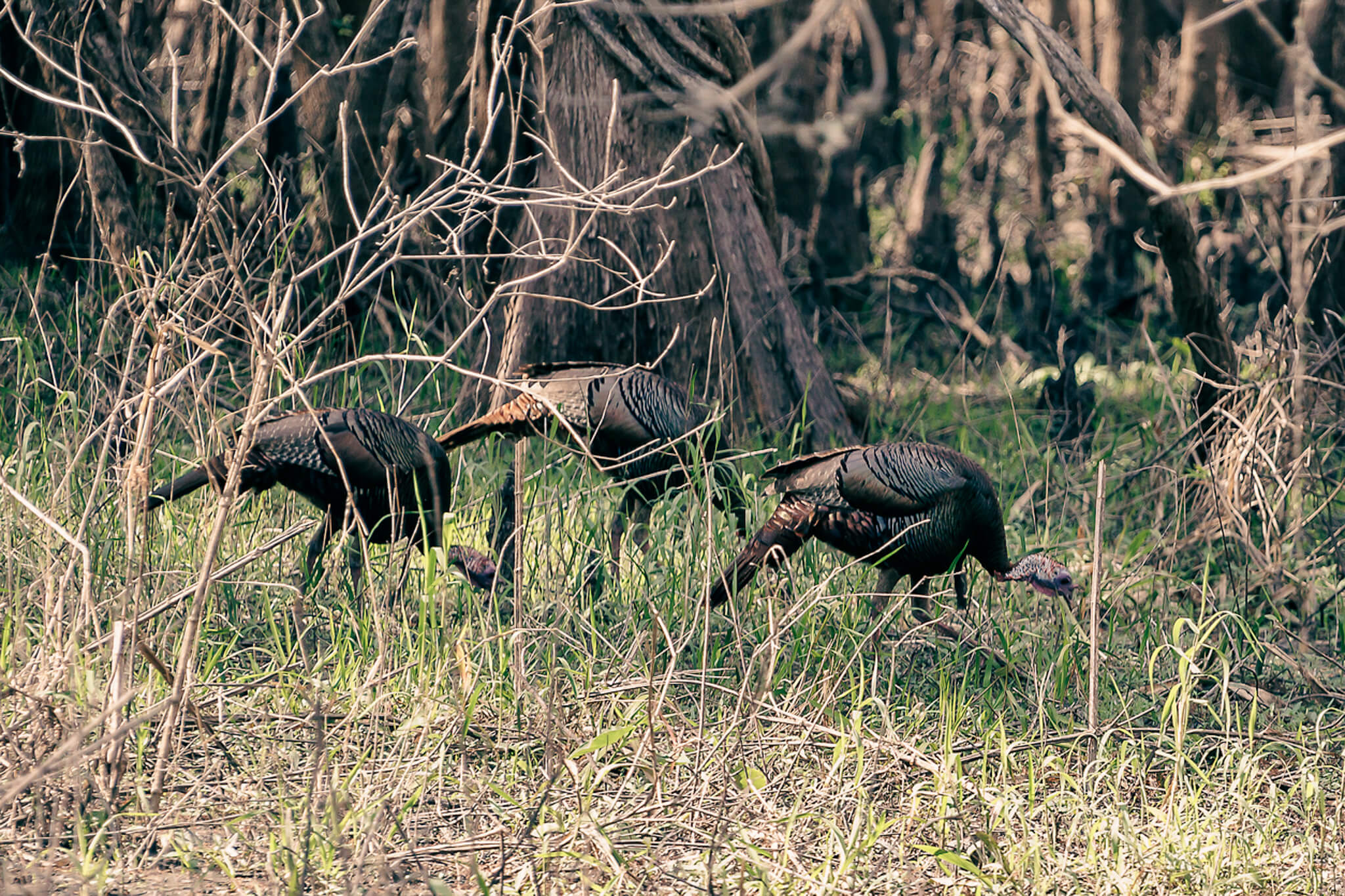 Osceola turkey in South Florida